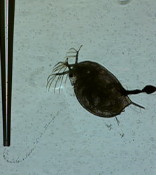 Female daphnia fed Heavy Mineral Oil. Hours later her movements slowed and she died 3 days later. (Strickler image)
