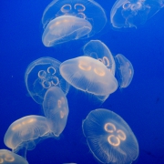 Study Finds Jellyfish are Monitors for and Conveyors of Crude Oil Toxins.