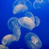 Study Finds Jellyfish are Monitors for and Conveyors of Crude Oil Toxins.